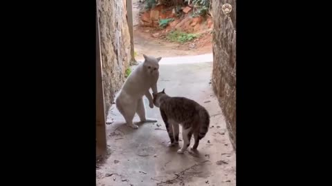 FUNNY ANIMAL VIDEO