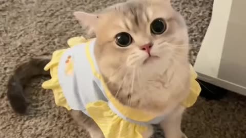 Cute funny lovely dressing cat