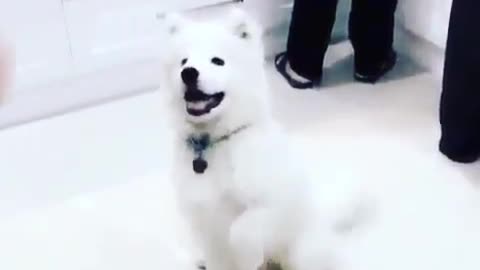Best Funny Animal Videos 2022 😺 Funny Dog Videos 2022 😁 Funniest Dog Videos 😁😇
