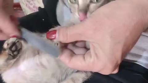 The Cat| The cat is made nail