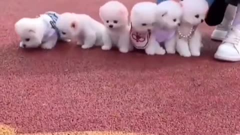 Cute white baby dog