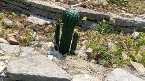 This cactus is so big