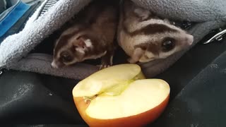 Syd and lola feasting on fresh fruit