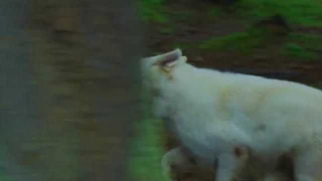White Wolf Caught On Camera
