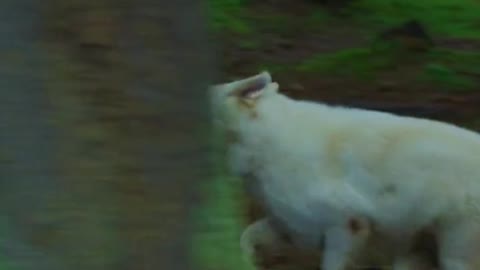 White Wolf Caught On Camera