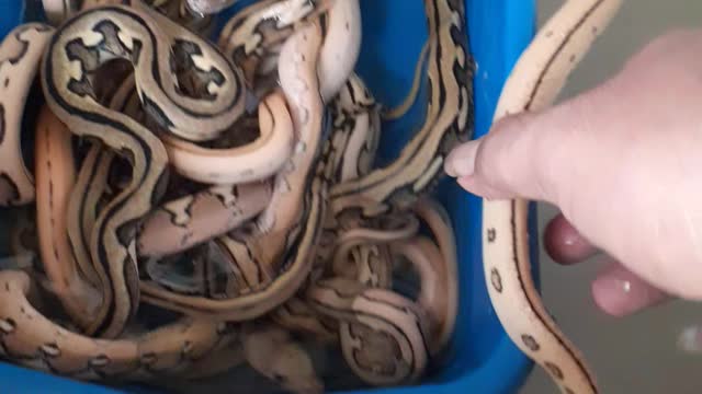 Harvest Python Puppies