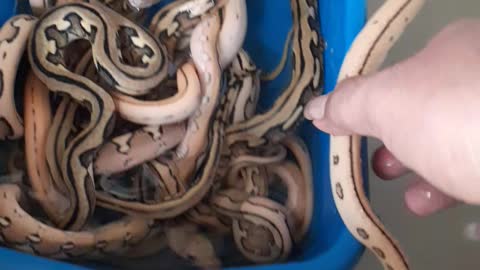 Harvest Python Puppies