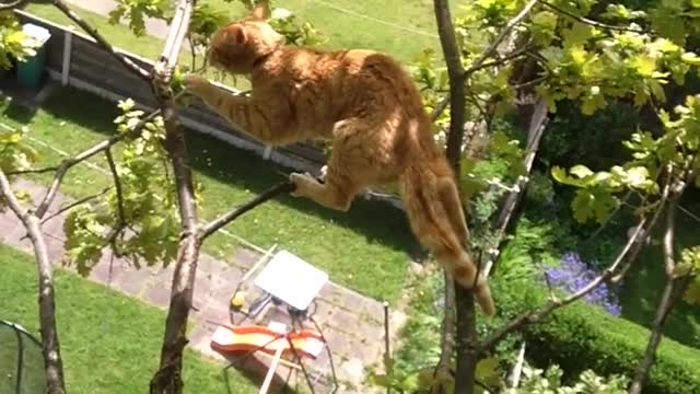 Cat Plunge