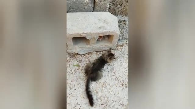 Funny cat most funny video