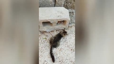 Funny cat most funny video