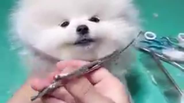 cute & funny dog |tik tok funny dog #shorts