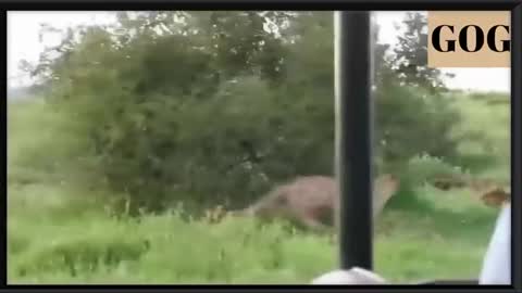 fun clip / fun animals cilip