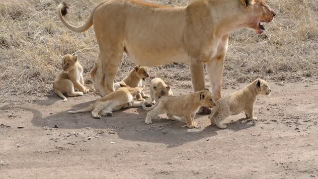 (ORIGINAL AUDIO) ADORABLE! SIX LION CUBS enjoy their first outdoor adventure (1080p 60FPS)