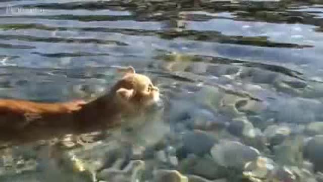 Funny cat a water