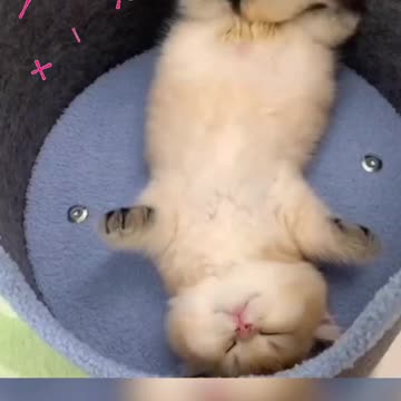 Fanny cat videos | kitty cat video | Cute cat videos | Pet Animal video | Kittycat |
