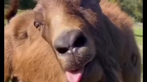 Most sexy goat #fuuny #funnyvideo #funnyshorts #rumble #viral