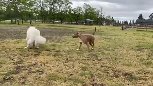 German shepherd attacks Pittbull ( off leash Dog Park)