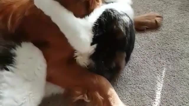 A cat and dog take up wrestling.