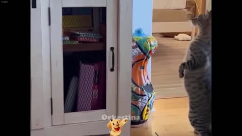Funniest Cats and Dogs 😸❤️ Funny Cats Moments 2024 😹🤣