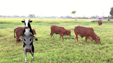 Funny Cow Girl Dancing - Cow dance in nepali song - Cow Girl