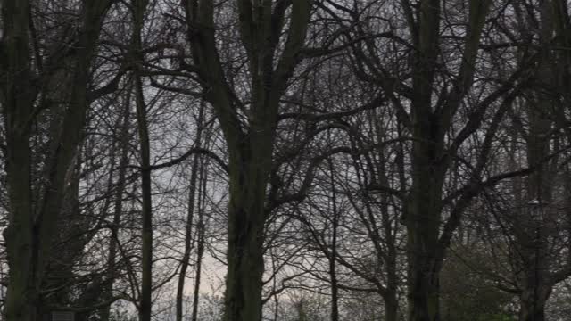 forest trees slow pan raw 1