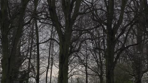 forest trees slow pan raw 1