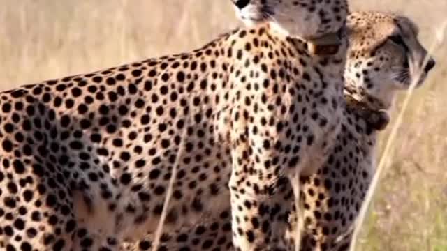 Lion beautful video