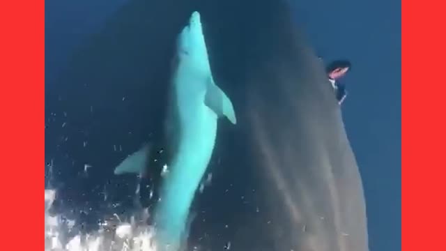 Dolphins Riding The Wave - On Bulbous Bow of Ship Underway