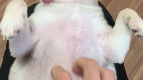 Pomeranian Lying and Massaging