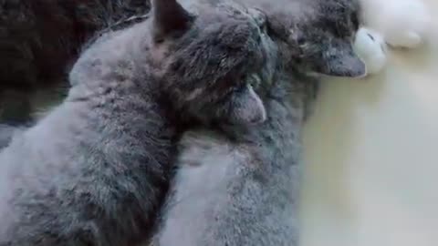 Kittens love to sleep! Cat parents need to educate them.