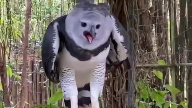 Harpy eagle world larges and biggest eagle