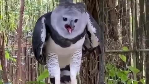 Harpy eagle world larges and biggest eagle