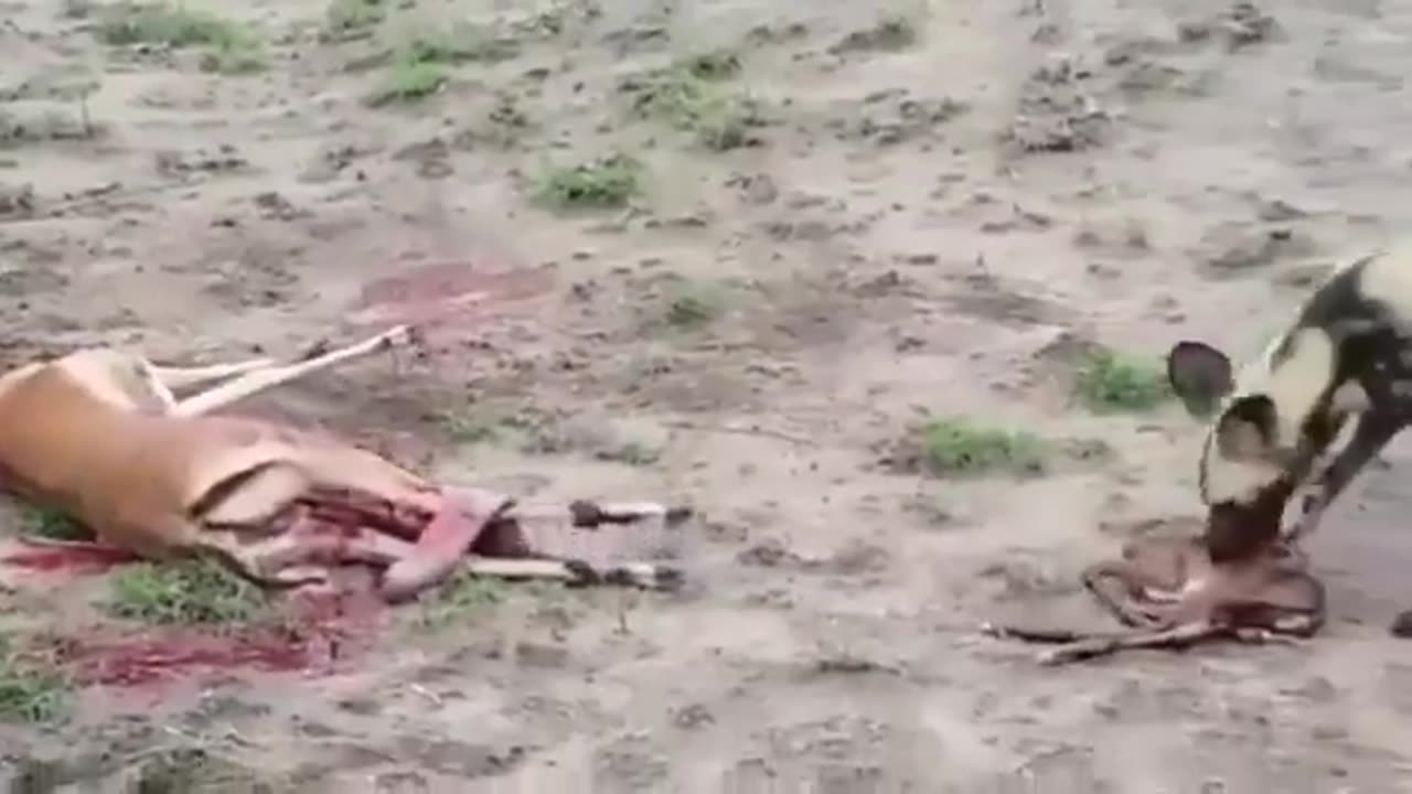 Wild Dog Snatches Freshly Born Baby Deer