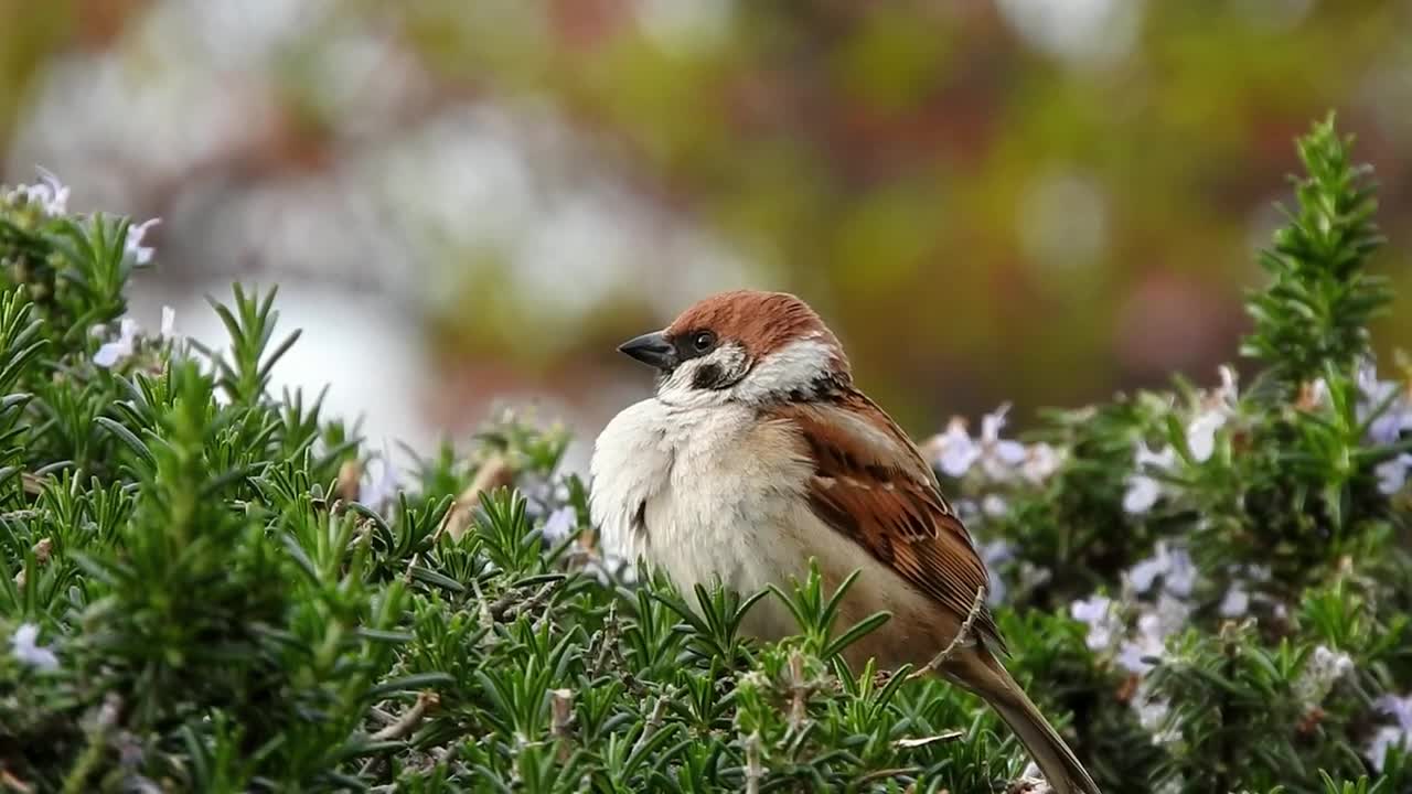 Lovely bird and nature 😌