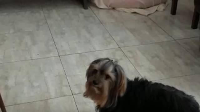 Cãozinho uivando quando sua dona sai