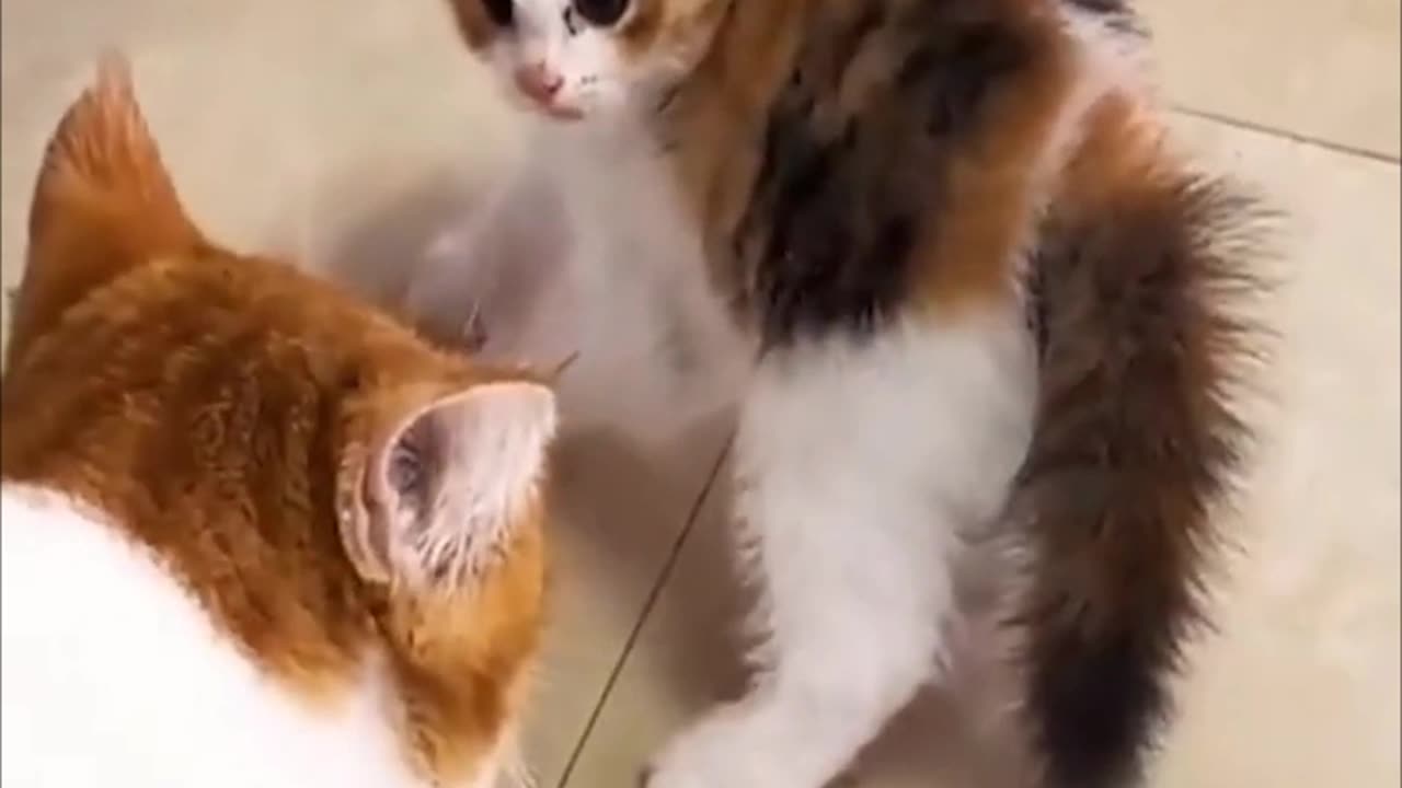 Funniest animals 2023 🐱In tiktok 😂 Funny and Fails Pets Video #3