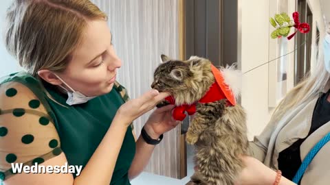 Shelter dog delivers mistletoe kisses # Happy Holidays # Operation Kindness