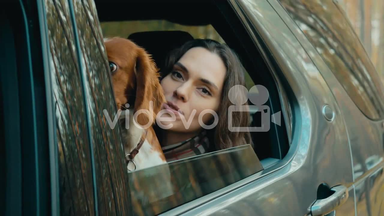 dog in my car