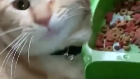 Cute funny cat