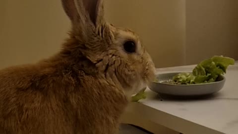 rabbit with good table manners