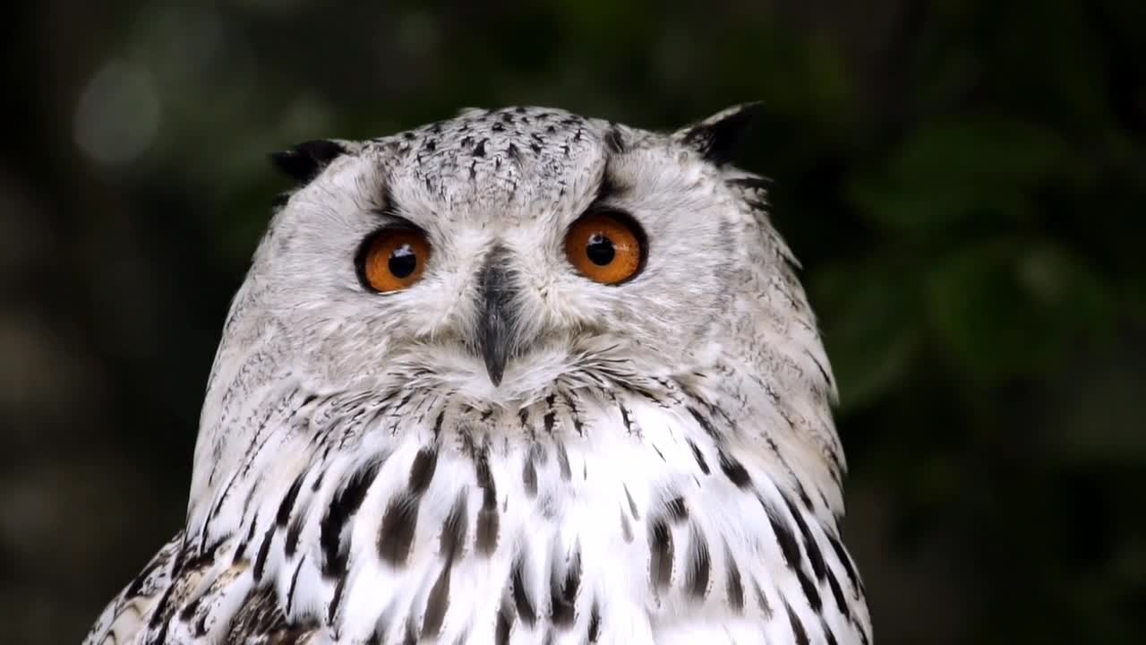 4k_ A Beautiful Owl is seating on a tree|| night owl 4k video||