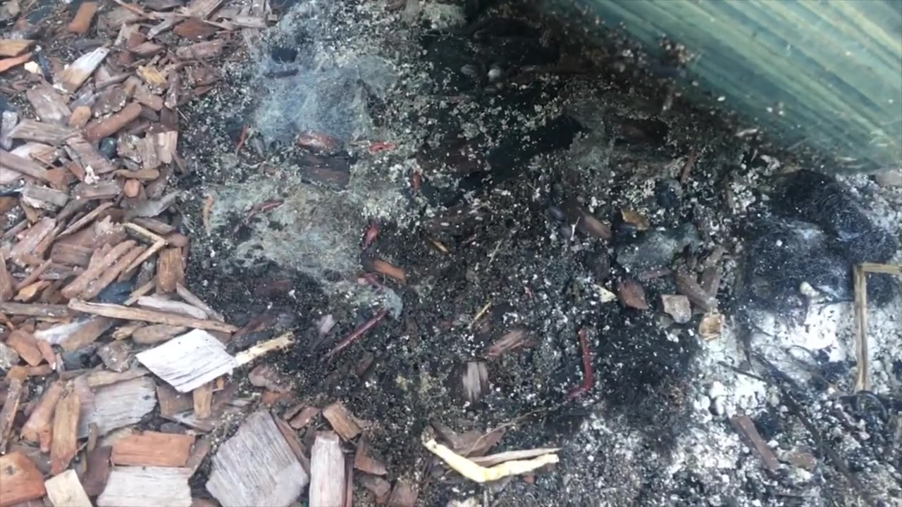 Red Wiggler Composting Worms EVERYWHERE! August 2019