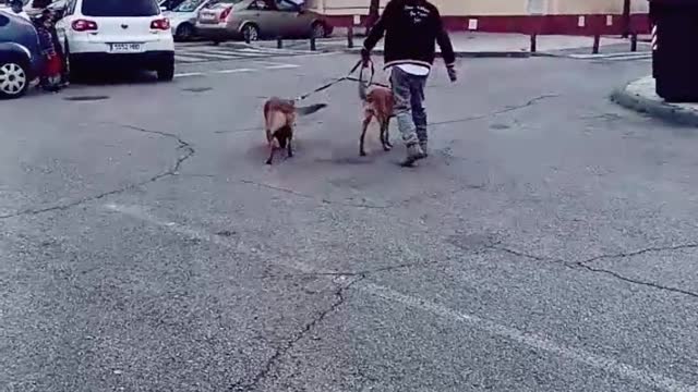 Smart Dogs