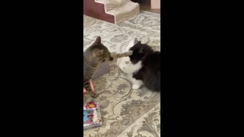 Compilation of funny cat videos #3 - HILARIOUS!