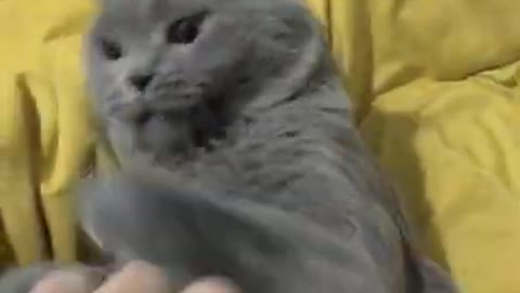 Super lazy cat | Cute Cats