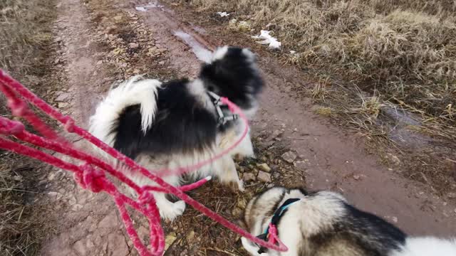 Bella & bolt My Husky dogs walking with me on the road