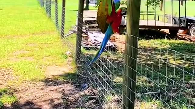 freeflight#macaw