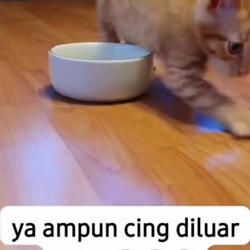 Orange Kitten was given food, thinking it was cat litter