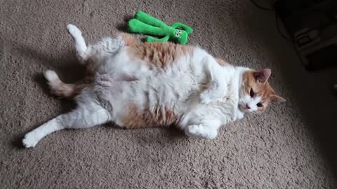 This guy: touches a cat Cat: Whoaaa...