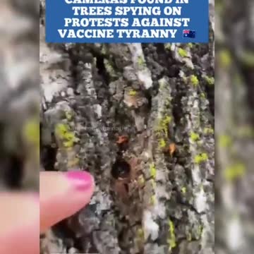 Australians Discover Hidden Cameras in the Trees Spying on Protesters
